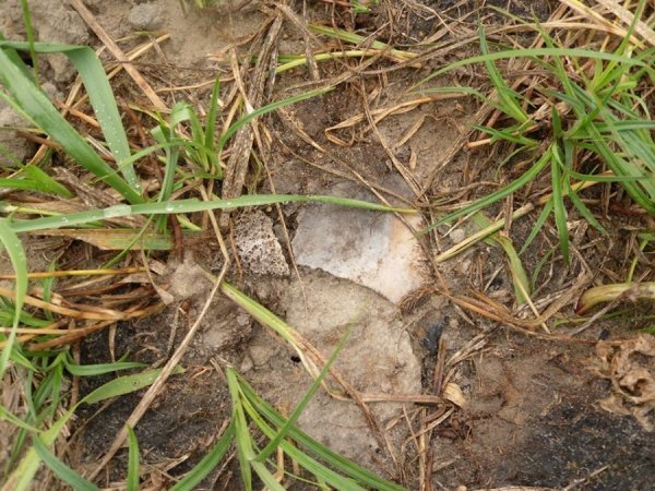 На Волині мародери зруйнували братську могилу. ФОТО