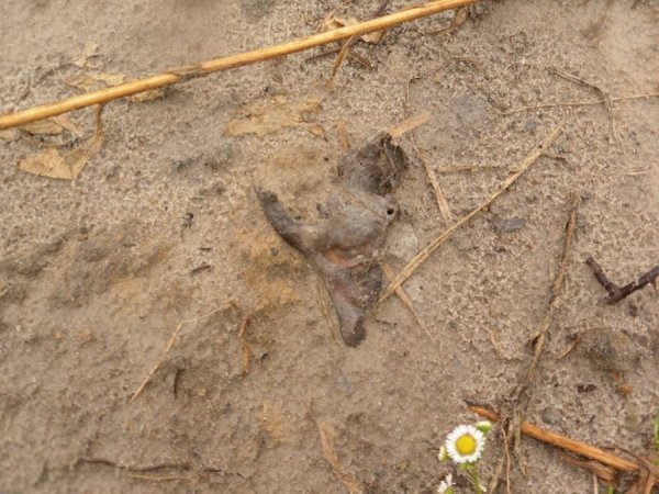 На Волині мародери зруйнували братську могилу. ФОТО