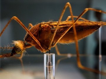 У Греції підозра на спалах малярії