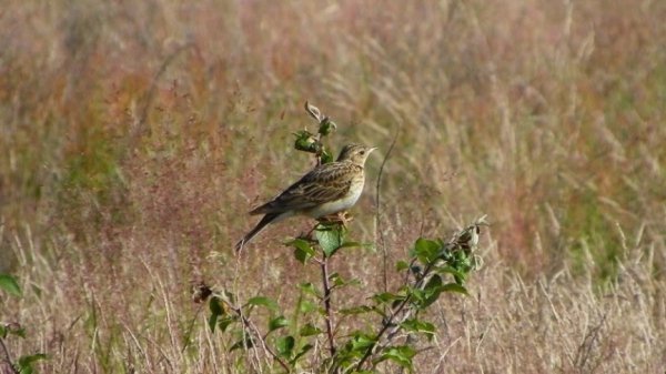 В Україні жнива: чому хліб наших бабусь – найсмачніший. ФОТО
