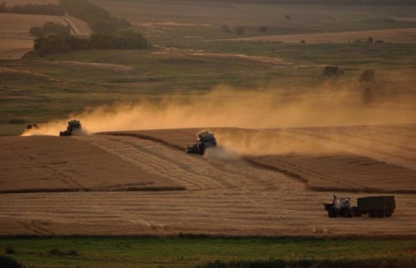 В Україні жнива: чому хліб наших бабусь – найсмачніший. ФОТО