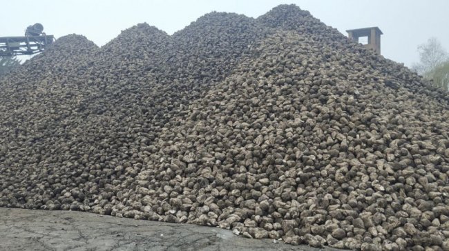 На Волині триває заготівля цукрових буряків: скільки коштує цукор. ВІДЕО