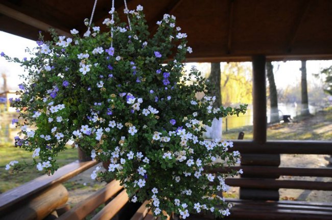 Мешканці Луцького зоопарку – в очікуванні зими. ФОТО