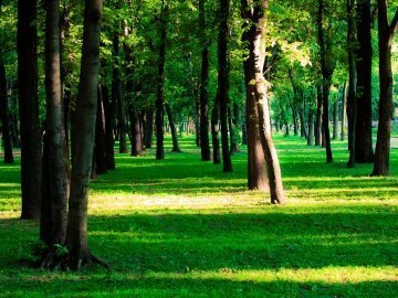 Люди у Львові врятували парк від незаконної забудови