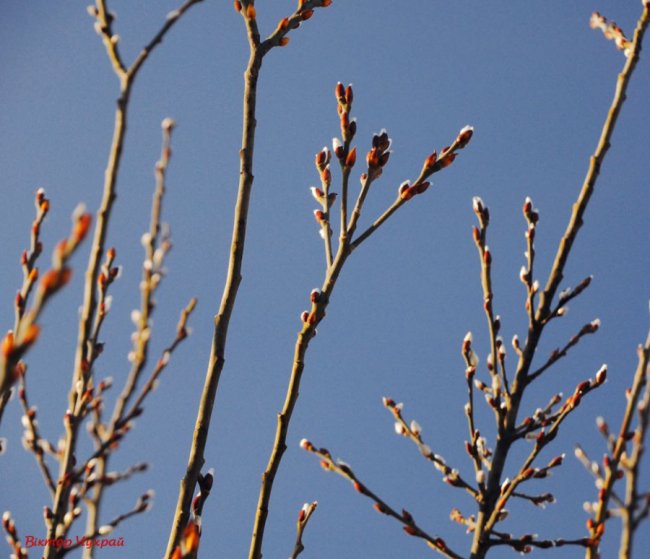 Луцький фотограф показав, де «лютневе сонечко лоскоче вії»