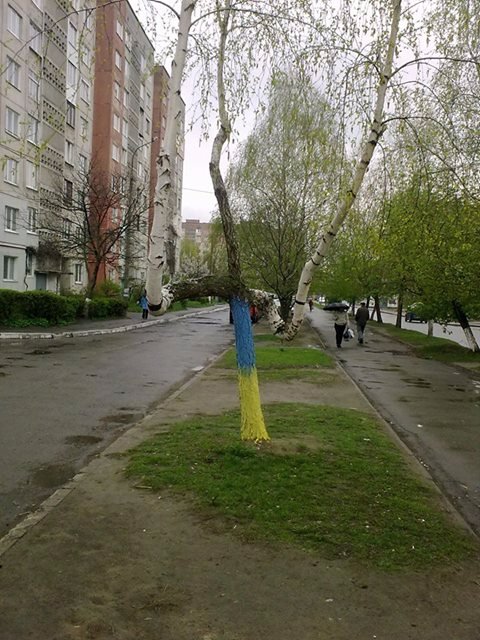 Патріотизм чи дурість: у Луцьку з'явилася синьо-жовта береза