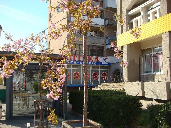 У Ковелі цвіте сакура. ФОТО