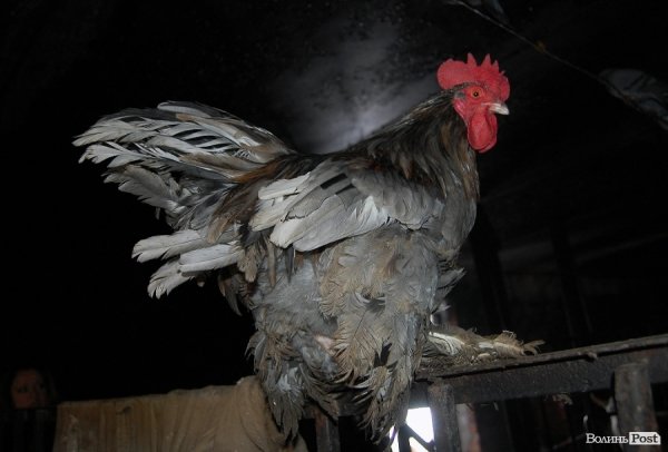 Як гріються тварини у Луцькому зоопарку. ФОТО