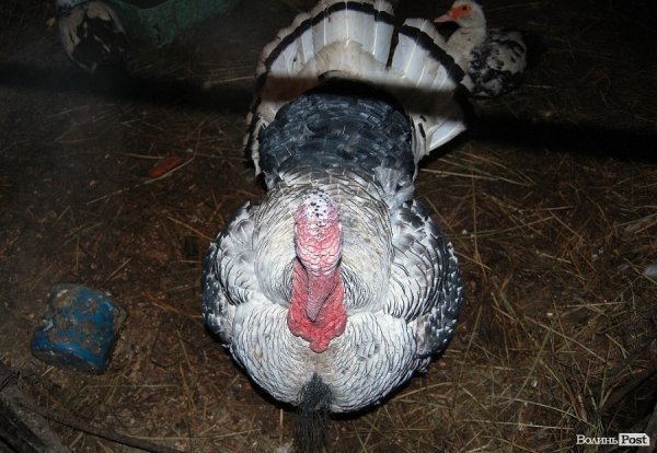 Як гріються тварини у Луцькому зоопарку. ФОТО