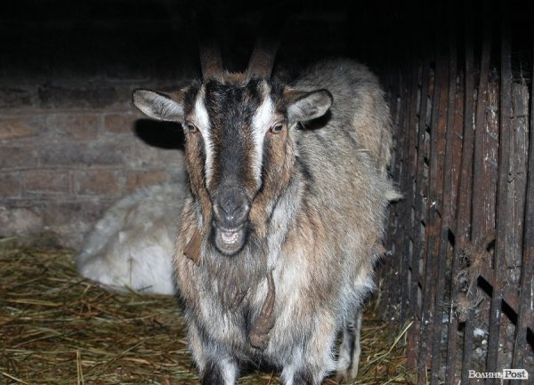 Як гріються тварини у Луцькому зоопарку. ФОТО