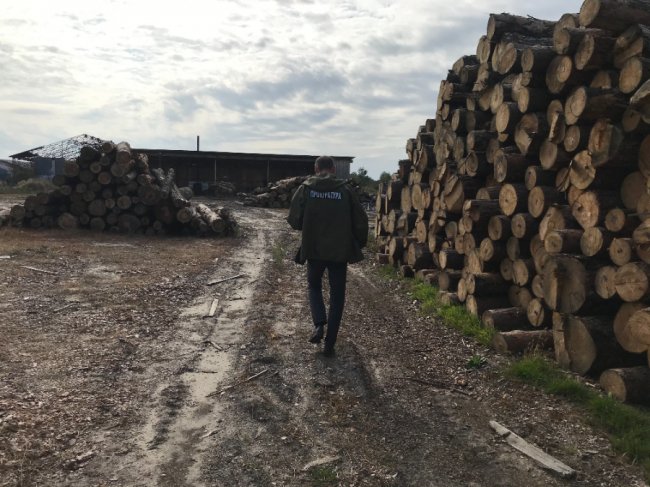 Волинські прокурори наклали арешт на вилучену деревину в Стобихівці. ФОТО