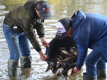 Щука, короп і судак: у луцький Стир випустили тисячі рибин. ФОТО