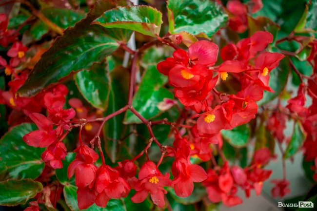 Барвиста краса: літній Луцьк потопає у квітах. ФОТО