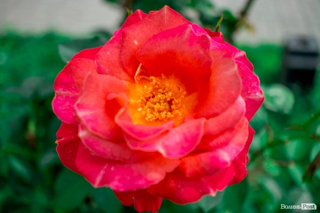 Барвиста краса: літній Луцьк потопає у квітах. ФОТО