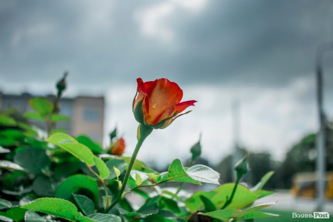 Барвиста краса: літній Луцьк потопає у квітах. ФОТО