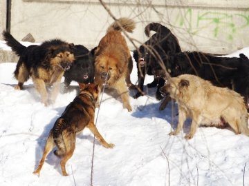 У Шацьку б’ють на сполох через зграї псів
