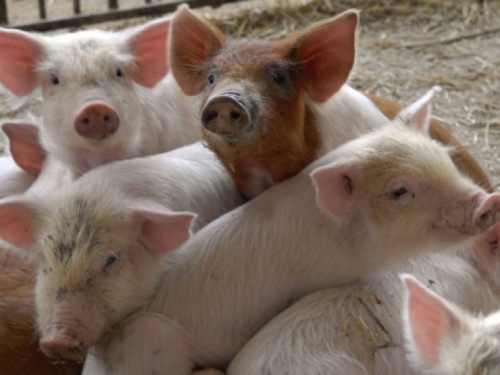 У селі на Волині колишню ферму хочуть реконструювати в свинокомплекс