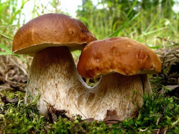 Волинянин знайшов у лісі 10-ти кілограмового гриба. ФОТО