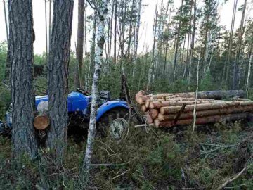 «На гарячому» зловили волинян, які крали ліс