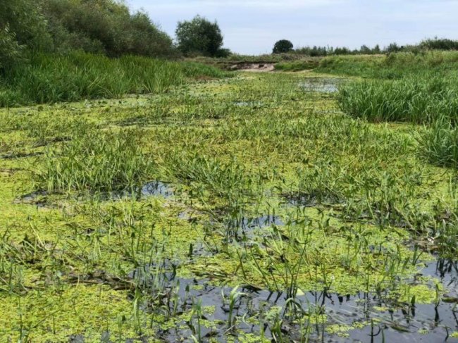 У Ковелі річка перетворилася на болото. ФОТО