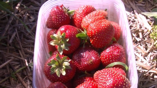 Заробляють, як у Польщі: у волинському селі люди вирощують плантації полуниць. ВІДЕО