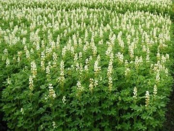 На Волині вирощуватимуть високопротеїновий люпин