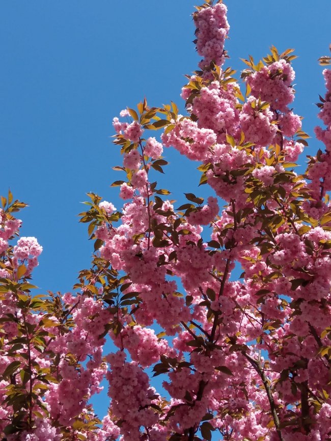 Де у Луцьку сфотографуватися у сакурах. ЛОКАЦІЇ