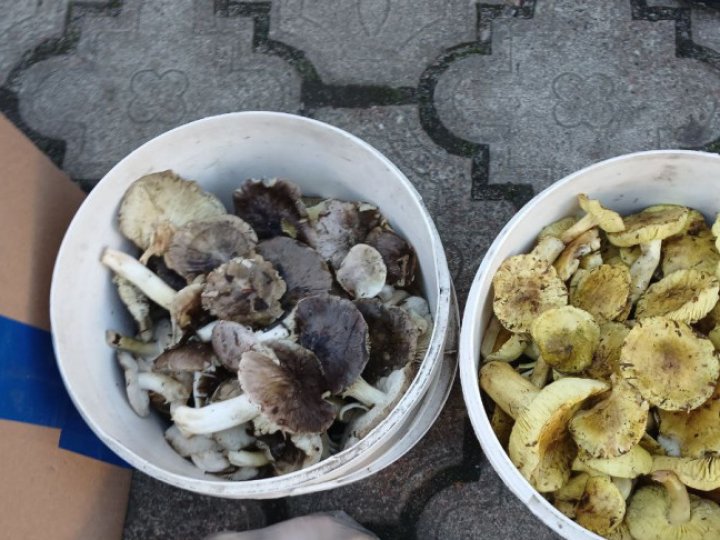 Скільки коштують зелениці і підзеленки на Волині: огляд цін на гриби