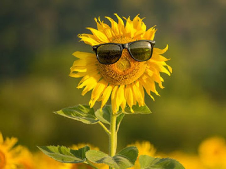 Погода в Луцьку та Волинській області на завтра, 2 липня