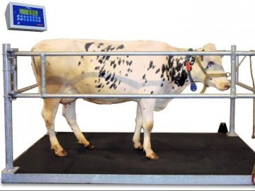 Як правильно вибрати ваги для тварин*