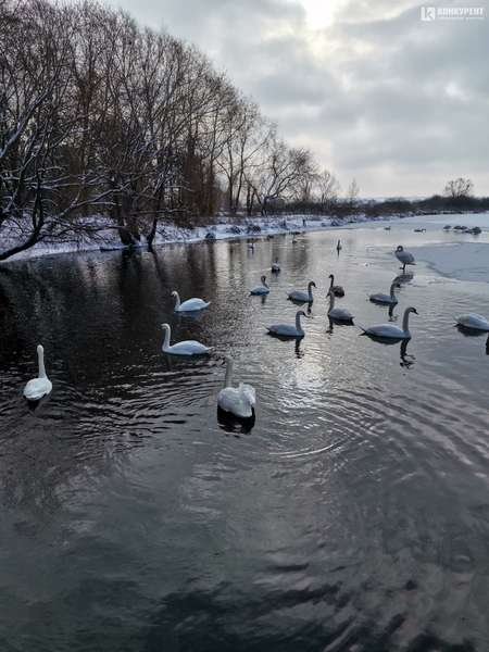 На ставку поблизу Луцька помітили понад два десятки лебедів. ФОТО