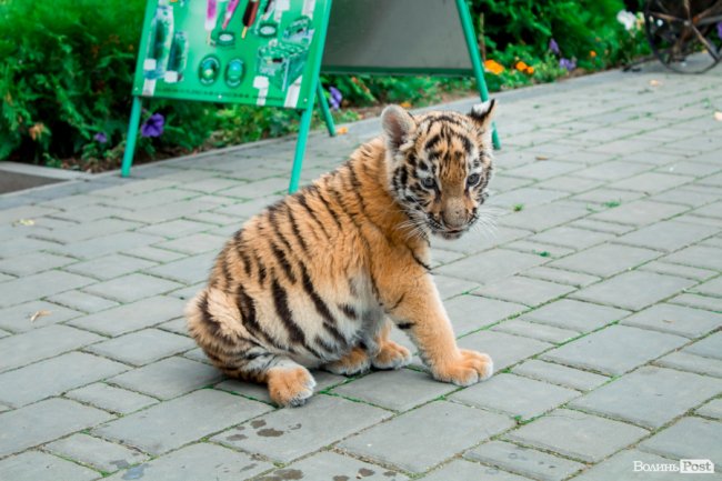 Смугасті будні: як у луцькому зоопарку живе тигреня Тріша. ФОТО