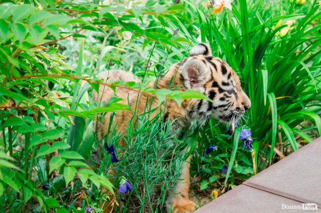 Смугасті будні: як у луцькому зоопарку живе тигреня Тріша. ФОТО