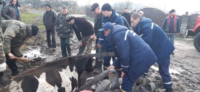 На Волині рятувальники дістали із ями корову