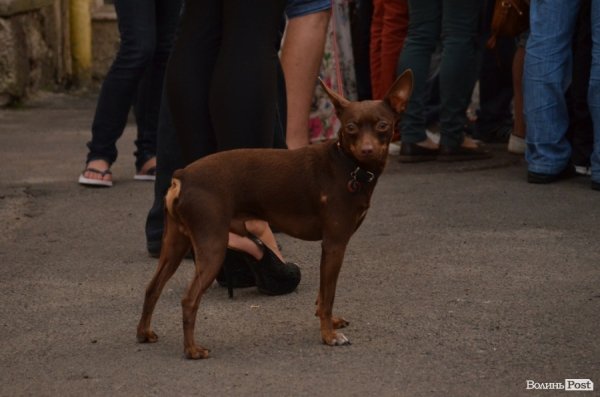 У центрі Луцька влаштували хіп-хоп вечірку. ФОТО  