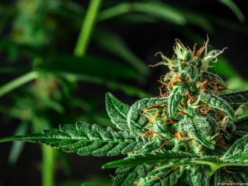 Судитимуть волинянина, який продавав канабіс