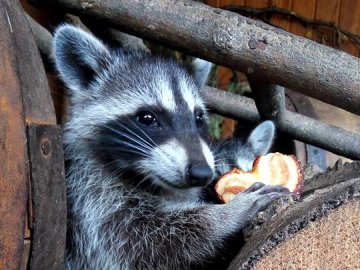 Маленьких єнотиків у Луцькому зоопарку виховує чужа мама