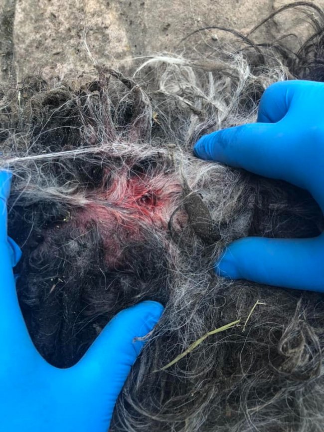 Щоб залякати чи помститися: невідомі задушили собаку відомого лікаря з Луцька