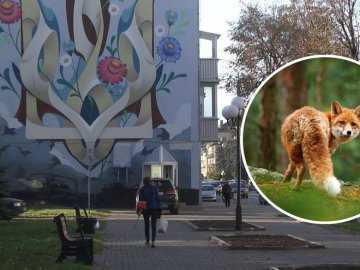 Дикі лисиці бігають Луцьком: чи є небезпека 