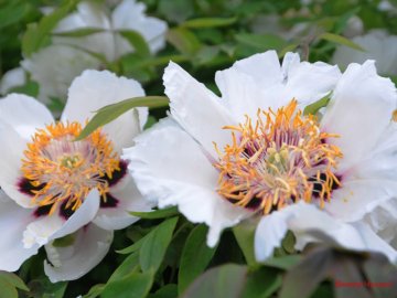 Луцький фотограф поділився ніжними світлинами півоній