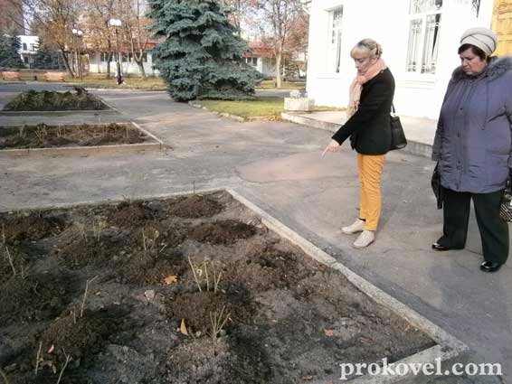 У Ковелі «зникають» троянди, висаджені за кошти міського бюджету. ФОТО