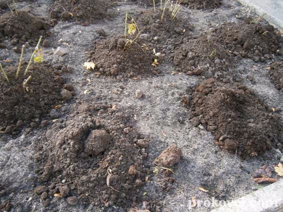 У Ковелі «зникають» троянди, висаджені за кошти міського бюджету. ФОТО