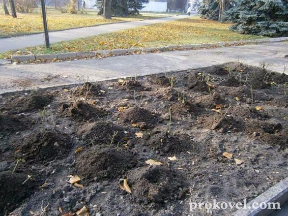 У Ковелі «зникають» троянди, висаджені за кошти міського бюджету. ФОТО