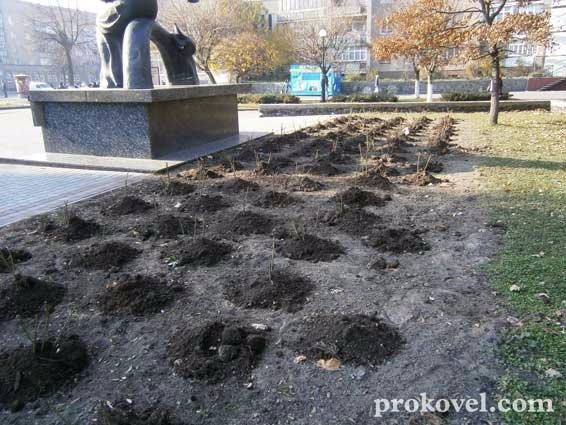 У Ковелі «зникають» троянди, висаджені за кошти міського бюджету. ФОТО