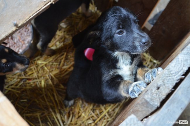 Показали умови, у яких живуть тварини в луцькій «Ласці». ФОТО
