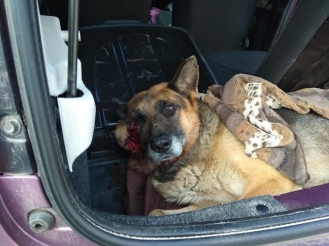 У Луцьку авто збило собаку. ФОТО 18+