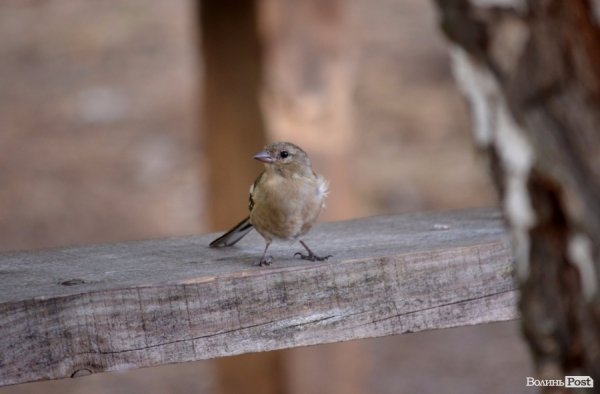 На Волині оновили прикордонний підрозділ на українсько-польському кордоні. ФОТО