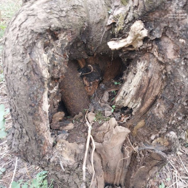 У зламаному дереві на Волині знайшли потенційну вибухівку