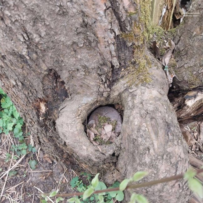 У зламаному дереві на Волині знайшли потенційну вибухівку