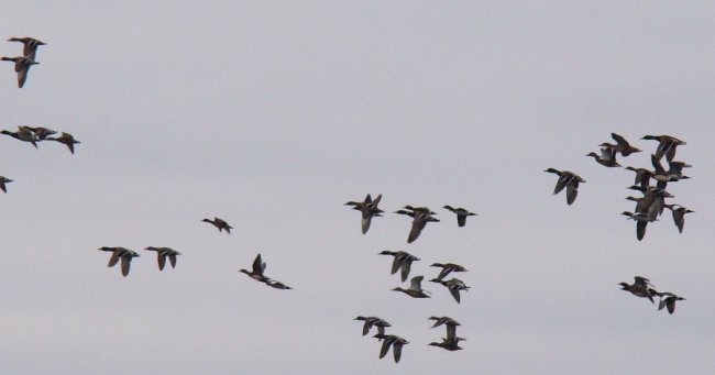 На Волинь прилетіли жайворонки. ФОТО